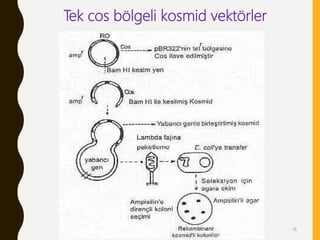 Tek cos bölgeli kosmid vektörler
16
 