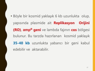 • Böyle bir kosmid yaklaşık 6 kb uzunlukta olup,
yapısında plasmide ait Replikasyon Orijini
(RO), ampR geni ve lambda fajının cos bölgesi
bulunur. Bu tarzda hazırlanan kosmid yaklaşık
35-40 kb uzunlukta yabancı bir geni kabul
edebilir ve aktarabilir.
17
 