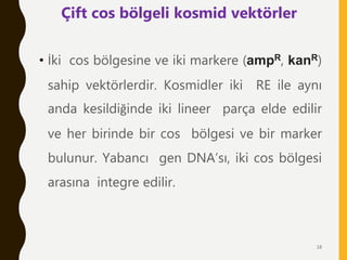 • İki cos bölgesine ve iki markere (ampR, kanR)
sahip vektörlerdir. Kosmidler iki RE ile aynı
anda kesildiğinde iki lineer parça elde edilir
ve her birinde bir cos bölgesi ve bir marker
bulunur. Yabancı gen DNA’sı, iki cos bölgesi
arasına integre edilir.
Çift cos bölgeli kosmid vektörler
18
 