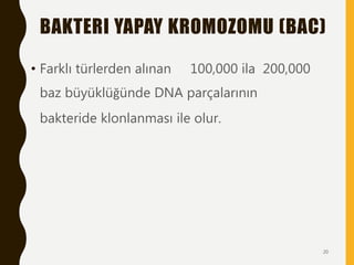 BAKTERI YAPAY KROMOZOMU (BAC)
• Farklı türlerden alınan 100,000 ila 200,000
baz büyüklüğünde DNA parçalarının
bakteride klonlanması ile olur.
20
 