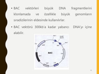 • BAC vektörleri büyük DNA fragmentlerini
klonlamada ve özellikle büyük genomların
sıradizilerinin eldesinde kullanılırlar.
• BAC vektörü 300kb’a kadar yabancı DNA’yı içine
alabilir.
21
 