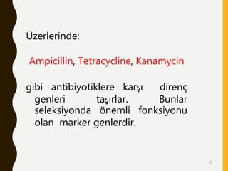 Üzerlerinde:
Ampicillin, Tetracycline, Kanamycin
gibi antibiyotiklere karşı direnç
genleri taşırlar. Bunlar
seleksiyonda önemli fonksiyonu
olan marker genlerdir.
5
 