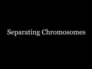 Separating Chromosomes