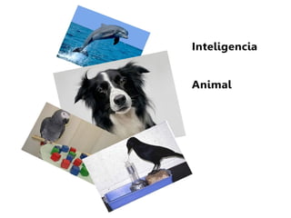 La Inteligencia Animal