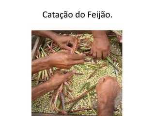 Catação do Feijão.