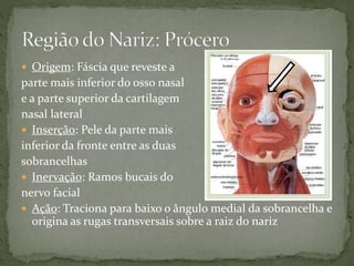  Origem: Fáscia que reveste a
parte mais inferior do osso nasal
e a parte superior da cartilagem
nasal lateral
 Inserção: Pele da parte mais
inferior da fronte entre as duas
sobrancelhas
 Inervação: Ramos bucais do
nervo facial
 Ação: Traciona para baixo o ângulo medial da sobrancelha e
origina as rugas transversais sobre a raiz do nariz
 