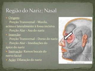  Origem:
• Porção Transversal - Maxila,
acima e lateralmente à fossa incisiva
• Porção Alar - Asa do nariz
 Inserção:
• Porção Transversal - Dorso do nariz
• Porção Alar - Imediações do
ápice do nariz
 Inervação: Ramos bucais do
nervo facial
 Ação: Dilatação do nariz
 