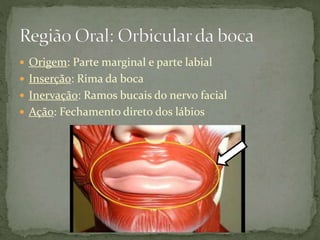  Origem: Parte marginal e parte labial
 Inserção: Rima da boca
 Inervação: Ramos bucais do nervo facial
 Ação: Fechamento direto dos lábios
 