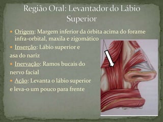  Origem: Margem inferior da órbita acima do forame
infra-orbital, maxila e zigomático
 Inserção: Lábio superior e
asa do nariz
 Inervação: Ramos bucais do
nervo facial
 Ação: Levanta o lábio superior
e leva-o um pouco para frente
 