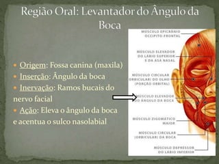  Origem: Fossa canina (maxila)
 Inserção: Ângulo da boca
 Inervação: Ramos bucais do
nervo facial
 Ação: Eleva o ângulo da boca
e acentua o sulco nasolabial
 
