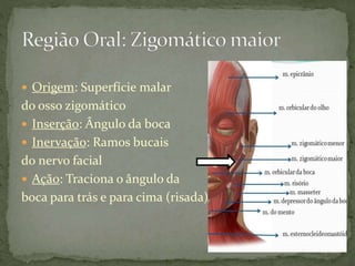  Origem: Superfície malar
do osso zigomático
 Inserção: Ângulo da boca
 Inervação: Ramos bucais
do nervo facial
 Ação: Traciona o ângulo da
boca para trás e para cima (risada)
 