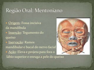  Origem: Fossa incisiva
da mandíbula
 Inserção: Tegumento do
queixo
 Inervação: Ramos
mandibular e bucal do nervo facial
 Ação: Eleva e projeta para fora o
lábio superior e enruga a pele do queixo
 