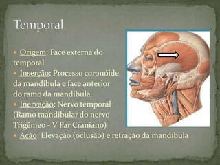  Origem: Face externa do
temporal
 Inserção: Processo coronóide
da mandíbula e face anterior
do ramo da mandíbula
 Inervação: Nervo temporal
(Ramo mandibular do nervo
Trigêmeo - V Par Craniano)
 Ação: Elevação (oclusão) e retração da mandíbula
 