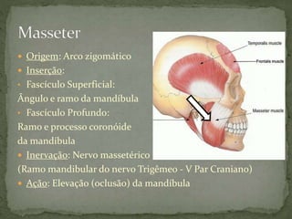  Origem: Arco zigomático
 Inserção:
• Fascículo Superficial:
Ângulo e ramo da mandíbula
• Fascículo Profundo:
Ramo e processo coronóide
da mandíbula
 Inervação: Nervo massetérico
(Ramo mandibular do nervo Trigêmeo - V Par Craniano)
 Ação: Elevação (oclusão) da mandíbula
 