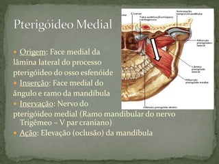  Origem: Face medial da
lâmina lateral do processo
pterigóideo do osso esfenóide
 Inserção: Face medial do
ângulo e ramo da mandíbula
 Inervação: Nervo do
pterigóideo medial (Ramo mandibular do nervo
Trigêmeo – V par craniano)
 Ação: Elevação (oclusão) da mandíbula
 