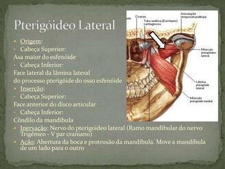  Origem:
• Cabeça Superior:
Asa maior do esfenóide
• Cabeça Inferior:
Face lateral da lâmina lateral
do processo pterigóide do osso esfenóide
 Inserção:
• Cabeça Superior:
Face anterior do disco articular
• Cabeça Inferior:
Côndilo da mandíbula
 Inervação: Nervo do pterigoideo lateral (Ramo mandibular do nervo
Trigêmeo - V par craniano)
 Ação: Abertura da boca e protrusão da mandíbula. Move a mandíbula
de um lado para o outro
 