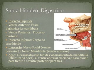  Inserção Superior:
• Ventre Anterior: Fossa
digástrica da mandíbula
• Ventre Posterior: Processo
mastóide
 Inserção Inferior: Corpo do
osso hióide
 Inervação: Nervo Facial (ventre
posterior) e Nervo Mandibular(ventre anterior)
 Ação: Elevação do osso hióide e abaixamento da mandíbula
(abertura da boca). O ventre anterior traciona o osso hióide
para frente e o ventre posterior para trás
 