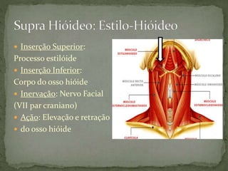  Inserção Superior:
Processo estilóide
 Inserção Inferior:
Corpo do osso hióide
 Inervação: Nervo Facial
(VII par craniano)
 Ação: Elevação e retração
 do osso hióide
 