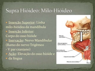  Inserção Superior: Linha
milo-hióidea da mandíbula
 Inserção Inferior:
Corpo do osso hióide
 Inervação: Nervo Mandibular
(Ramo do nervo Trigêmeo
- V par craniano)
 Ação: Elevação do osso hióide e
 da língua
 