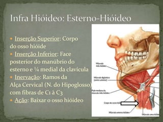  Inserção Superior: Corpo
do osso hióide
 Inserção Inferior: Face
posterior do manúbrio do
esterno e ¼ medial da clavícula
 Inervação: Ramos da
Alça Cervical (N. do Hipoglosso)
com fibras de C1 à C3
 Ação: Baixar o osso hióideo
 