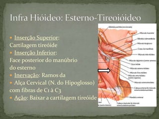  Inserção Superior:
Cartilagem tireóide
 Inserção Inferior:
Face posterior do manúbrio
do esterno
 Inervação: Ramos da
 Alça Cervical (N. do Hipoglosso)
com fibras de C1 à C3
 Ação: Baixar a cartilagem tireóide
 
