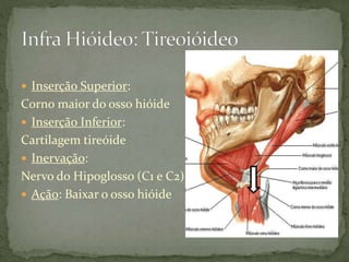  Inserção Superior:
Corno maior do osso hióide
 Inserção Inferior:
Cartilagem tireóide
 Inervação:
Nervo do Hipoglosso (C1 e C2)
 Ação: Baixar o osso hióide
 