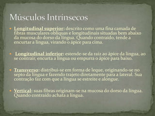  Longitudinal superior: descrito como uma fina camada de
fibras musculares oblíquas e longitudinais situadas bem abaixo
da mucosa do dorso da língua. Quando contraído, tende a
encurtar a língua, virando o ápice para cima.
 Longitudinal inferior: estende-se da raiz ao ápice da língua, ao
se contrair, encurta a língua ou empurra o ápice para baixo.
 Transverso: distribui-se em forma de leque, originando-se no
septo da língua e fazendo trajeto diretamente para a lateral. Sua
contração faz com que a língua se estreite e alongue.
 Vertical: suas fibras originam-se na mucosa do dorso da língua.
Quando contraído achata a língua.
 