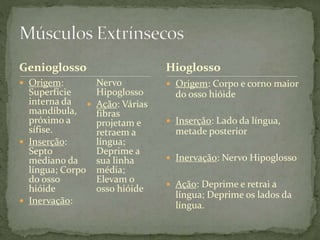 Genioglosso
 Origem:
Superfície
interna da
mandíbula,
próximo a
sífise.
 Inserção:
Septo
mediano da
língua; Corpo
do osso
hióide
 Inervação:
Nervo
Hipoglosso
 Ação: Várias
fibras
projetam e
retraem a
língua;
Deprime a
sua linha
média;
Elevam o
osso hióide
 Origem: Corpo e corno maior
do osso hióide
 Inserção: Lado da língua,
metade posterior
 Inervação: Nervo Hipoglosso
 Ação: Deprime e retrai a
língua; Deprime os lados da
língua.
Hioglosso
 