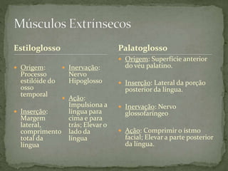 Estiloglosso
 Origem:
Processo
estilóide do
osso
temporal
 Inserção:
Margem
lateral,
comprimento
total da
língua
 Inervação:
Nervo
Hipoglosso
 Ação:
Impulsiona a
língua para
cima e para
trás; Elevar o
lado da
língua
 Origem: Superfície anterior
do véu palatino.
 Inserção: Lateral da porção
posterior da língua.
 Inervação: Nervo
glossofaríngeo
 Ação: Comprimir o ístmo
facial; Elevar a parte posterior
da língua.
Palatoglosso
 