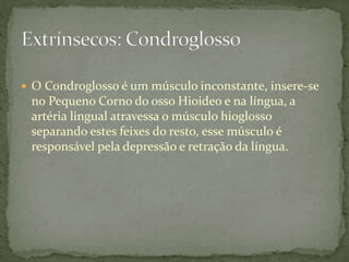  O Condroglosso é um músculo inconstante, insere-se
no Pequeno Corno do osso Hioideo e na língua, a
artéria lingual atravessa o músculo hioglosso
separando estes feixes do resto, esse músculo é
responsável pela depressão e retração da língua.
 