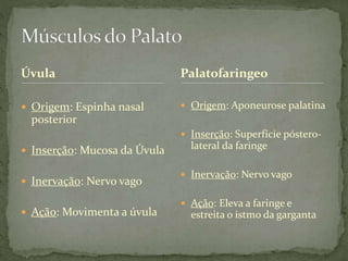 Úvula
 Origem: Espinha nasal
posterior
 Inserção: Mucosa da Úvula
 Inervação: Nervo vago
 Ação: Movimenta a úvula
 Origem: Aponeurose palatina
 Inserção: Superfície póstero-
lateral da faringe
 Inervação: Nervo vago
 Ação: Eleva a faringe e
estreita o istmo da garganta
Palatofaringeo
 