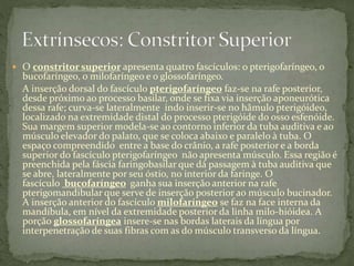  O constritor superior apresenta quatro fascículos: o pterigofaríngeo, o
bucofaríngeo, o milofaríngeo e o glossofaríngeo.
A inserção dorsal do fascículo pterigofaríngeo faz-se na rafe posterior,
desde próximo ao processo basilar, onde se fixa via inserção aponeurótica
dessa rafe; curva-se lateralmente indo inserir-se no hâmulo pterigóideo,
localizado na extremidade distal do processo pterigóide do osso esfenóide.
Sua margem superior modela-se ao contorno inferior da tuba auditiva e ao
músculo elevador do palato, que se coloca abaixo e paralelo à tuba. O
espaço compreendido entre a base do crânio, a rafe posterior e a borda
superior do fascículo pterigofaríngeo não apresenta músculo. Essa região é
preenchida pela fáscia faringobasilar que dá passagem à tuba auditiva que
se abre, lateralmente por seu óstio, no interior da faringe. O
fascículo bucofaríngeo ganha sua inserção anterior na rafe
pterigomandibular que serve de inserção posterior ao músculo bucinador.
A inserção anterior do fascículo milofaríngeo se faz na face interna da
mandíbula, em nível da extremidade posterior da linha milo-hióidea. A
porção glossofaríngea insere-se nas bordas laterais da língua por
interpenetração de suas fibras com as do músculo transverso da língua.
 