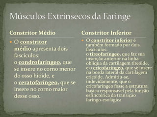 Constritor Médio
 O constritor
médio apresenta dois
fascículos:
o condrofaríngeo, que
se insere no corno menor
do osso hióide, e
o ceratofaríngeo, que se
insere no corno maior
desse osso.
 O constritor inferior é
também formado por dois
fascículos:
o tireofaríngeo, que faz sua
inserção anterior na linha
oblíqua da cartilagem tireóide,
e o cricofaríngeo, que se insere
na borda lateral da cartilagem
cricóide. Admitiu-se,
indevidamente, que o
cricofaríngeo fosse a estrutura
básica responsável pela função
esfinctérica da transição
faringo-esofágica
Constritor Inferior
 