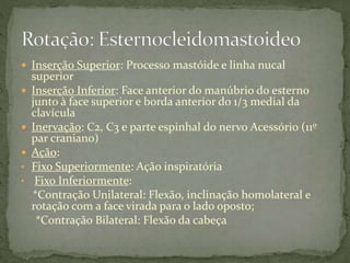  Inserção Superior: Processo mastóide e linha nucal
superior
 Inserção Inferior: Face anterior do manúbrio do esterno
junto à face superior e borda anterior do 1/3 medial da
clavícula
 Inervação: C2, C3 e parte espinhal do nervo Acessório (11º
par craniano)
 Ação:
• Fixo Superiormente: Ação inspiratória
• Fixo Inferiormente:
*Contração Unilateral: Flexão, inclinação homolateral e
rotação com a face virada para o lado oposto;
*Contração Bilateral: Flexão da cabeça
 