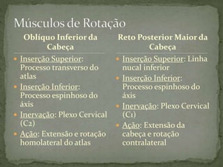 Oblíquo Inferior da
Cabeça
 Inserção Superior:
Processo transverso do
atlas
 Inserção Inferior:
Processo espinhoso do
áxis
 Inervação: Plexo Cervical
(C2)
 Ação: Extensão e rotação
homolateral do atlas
 Inserção Superior: Linha
nucal inferior
 Inserção Inferior:
Processo espinhoso do
áxis
 Inervação: Plexo Cervical
(C1)
 Ação: Extensão da
cabeça e rotação
contralateral
Reto Posterior Maior da
Cabeça
 