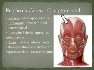  Origem: Gálea aponeurótica
 Inervação: Ramo temporal
do nervo facial
 Inserção: Pele do supercílio,
sobrancelhas
 Ação: Elevar a pele da fronte
e do supercílio; é visualizado em
expressões de surpresa e espanto
 