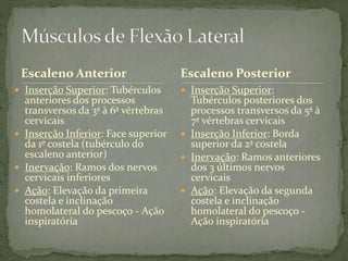 Escaleno Anterior
 Inserção Superior: Tubérculos
anteriores dos processos
transversos da 3ª à 6ª vértebras
cervicais
 Inserção Inferior: Face superior
da 1º costela (tubérculo do
escaleno anterior)
 Inervação: Ramos dos nervos
cervicais inferiores
 Ação: Elevação da primeira
costela e inclinação
homolateral do pescoço - Ação
inspiratória
 Inserção Superior:
Tubérculos posteriores dos
processos transversos da 5ª à
7ª vértebras cervicais
 Inserção Inferior: Borda
superior da 2ª costela
 Inervação: Ramos anteriores
dos 3 últimos nervos
cervicais
 Ação: Elevação da segunda
costela e inclinação
homolateral do pescoço -
Ação inspiratória
Escaleno Posterior
 