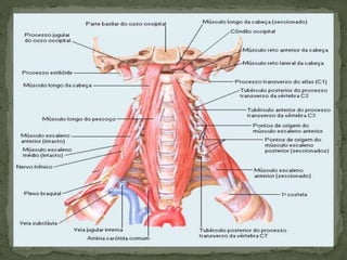 Músculos de Cabeça e Pescoço