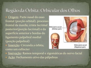  Origem: Parte nasal do osso
frontal (porção orbital), processo
frontal da maxila, crista lacrimal
posterior(porção lacrimal) e da
superfície anterior e bordas do
ligamento palpebral medial
(porção palpebral)
 Inserção: Circunda a órbita,
como um esfíncter
 Inervação: Ramos temporal e zigomáticas do nervo facial
 Ação: Fechamento ativo das pálpebras
 