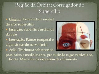  Origem: Extremidade medial
do arco superciliar
 Inserção: Superfície profunda
da pele
 Inervação: Ramos temporal e
zigomáticas do nervo facial
 Ação: Traciona a sobrancelha
para baixo e medialmente, produzindo rugas verticais na
fronte. Músculos da expressão de sofrimento
 