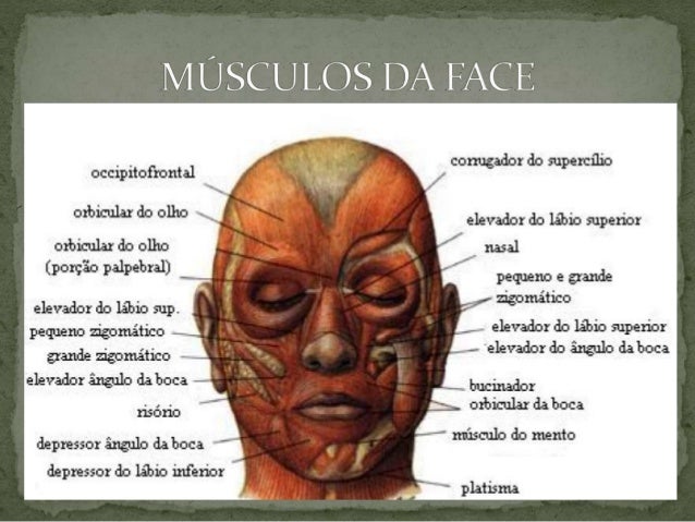 Resultado de imagem para musculo bucinador