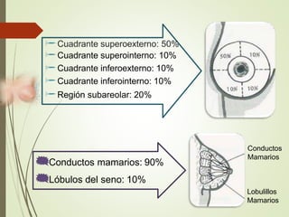 Cuadrante superoexterno: 50%
Cuadrante superointerno: 10%
Cuadrante inferoexterno: 10%
Cuadrante inferointerno: 10%
Región subareolar: 20%
Conductos
Mamarios
Lobulillos
Mamarios
Conductos mamarios: 90%
Lóbulos del seno: 10%
 
