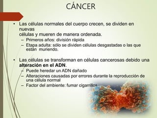 CÁNCER
• Las células normales del cuerpo crecen, se dividen en
nuevas
células y mueren de manera ordenada.
– Primeros años: división rápida
– Etapa adulta: sólo se dividen células desgastadas o las que
están muriendo.
• Las células se transforman en células cancerosas debido una
alteración en el ADN.
– Puede heredar un ADN dañado
– Alteraciones causadas por errores durante la reproducción de
una célula normal
– Factor del ambiente: fumar cigarrillos.
 