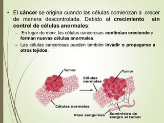 • El cáncer se origina cuando las células comienzan a crecer
de manera descontrolada. Debido al crecimiento sin
control de células anormales:
– En lugar de morir, las células cancerosas continúan creciendo y
forman nuevas células anormales.
– Las células cancerosas pueden también invadir o propagarse a
otros tejidos.
 