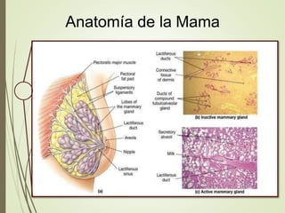 Anatomía de la Mama
 