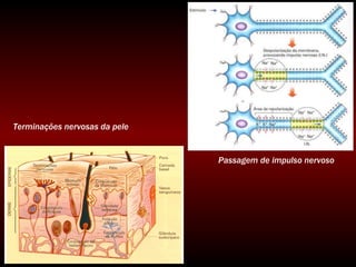 Terminações nervosas da pele Passagem de impulso nervoso 