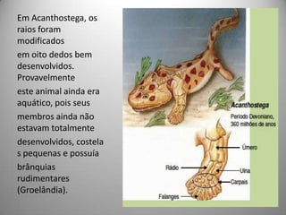 Em Acanthostega, os raios foram modificadosem oito dedos bem desenvolvidos. Provavelmenteeste animal ainda era aquático, pois seusmembros ainda não estavam totalmentedesenvolvidos, costelas pequenas e possuíabrânquias rudimentares (Groelândia).