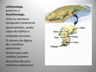Ichthyostega, posterior a Acanthostega,tinha os membros tetrápodos totalmentedesenvolvidos, sendo capaz de habitar oambiente terrestre.O número de dígitos dos membros posterioresdiminui para sete artelhos (númerodesconhecido para membros anteriores)