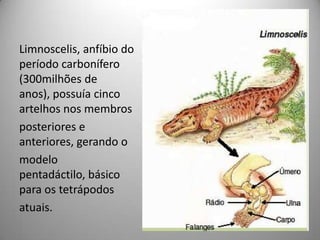 Limnoscelis, anfíbio do período carbonífero (300milhões de anos), possuía cinco artelhos nos membrosposteriores e anteriores, gerando omodelo pentadáctilo, básico para os tetrápodosatuais.