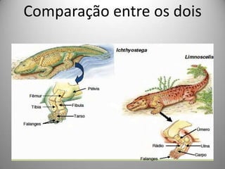 Comparação entre os dois